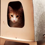 Picture of Neko Kedi evi, Kedi Yuvası